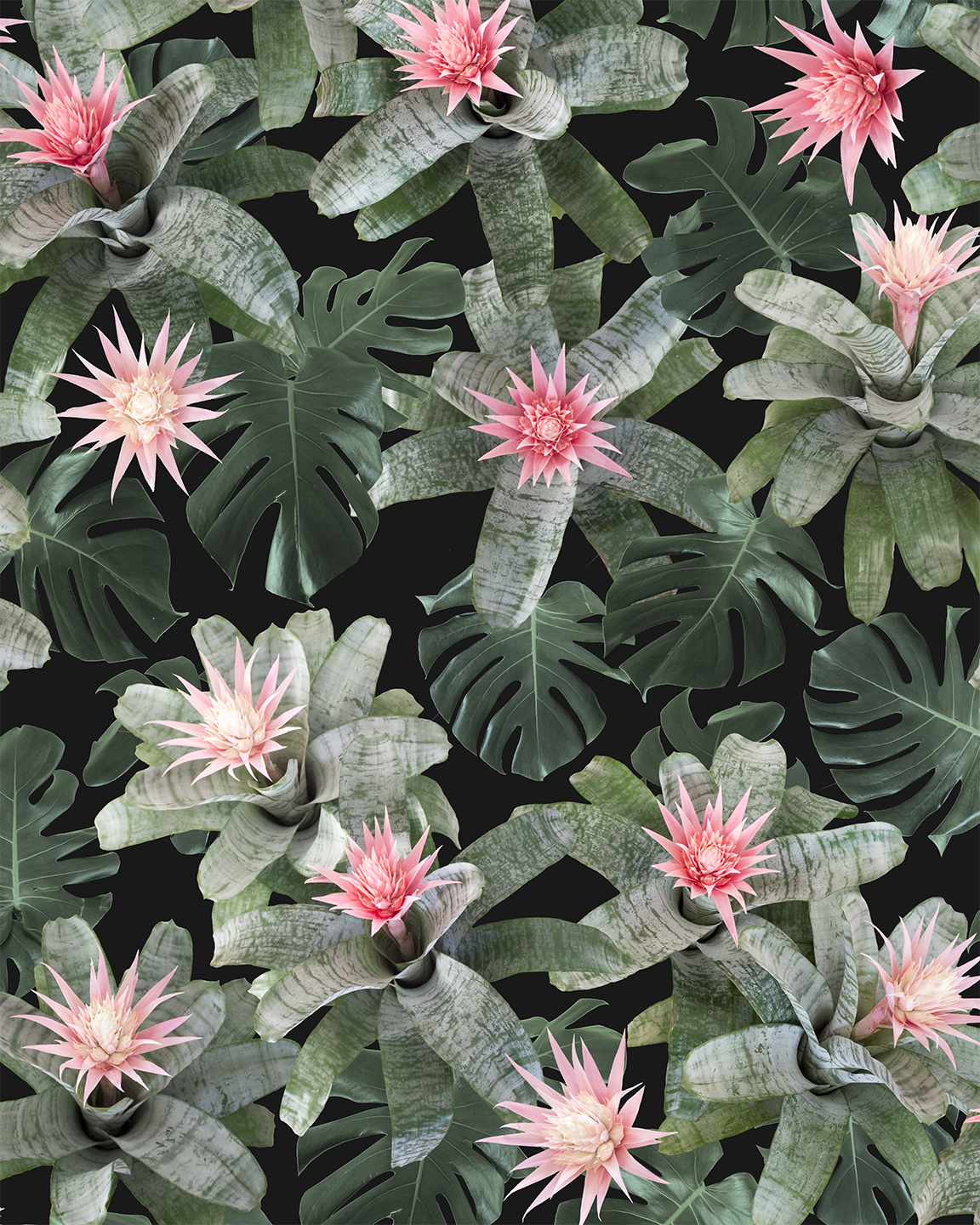 Rad Bromeliad Wallpaper, black