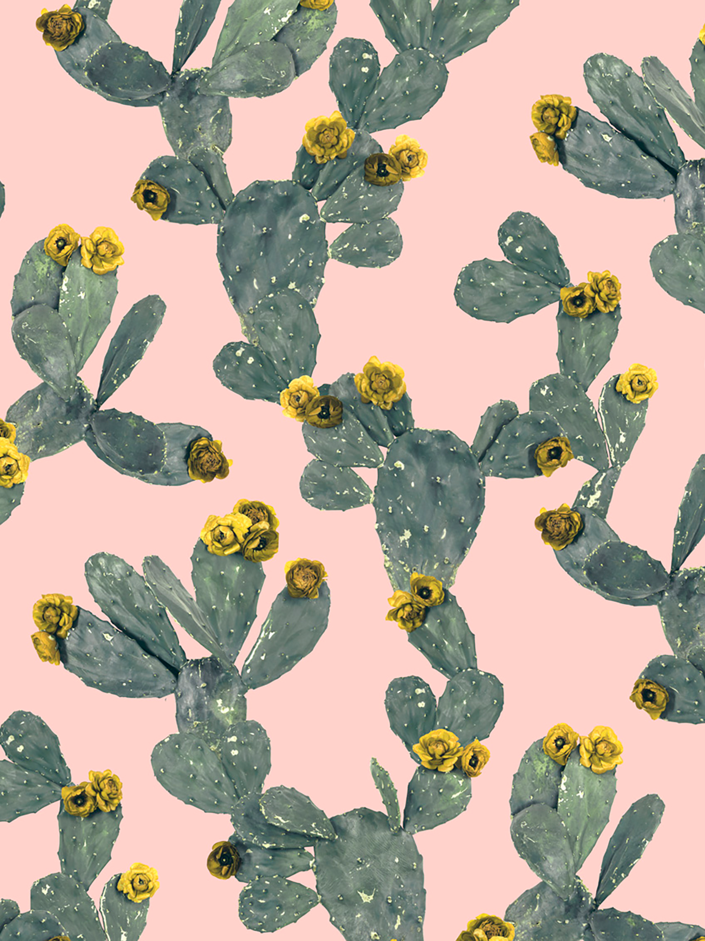 Desert Blooms Wallpaper, pink and yellow