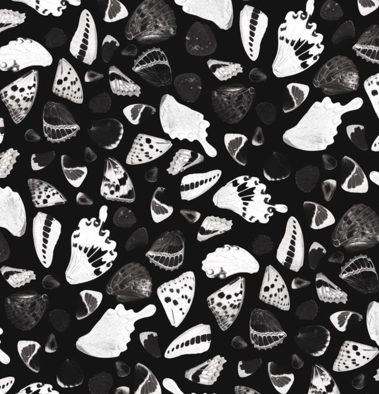 Butterfly Terrazzo Wallpaper, black & white