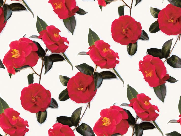 Camellia Wallpaper, white and red